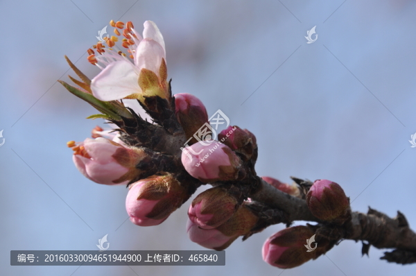 桃花含苞欲放