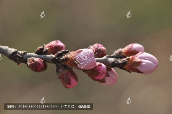 桃花開