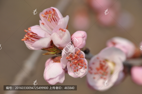 桃花開