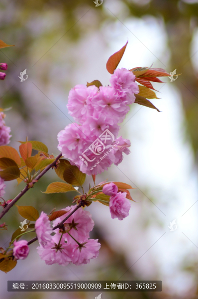 櫻花