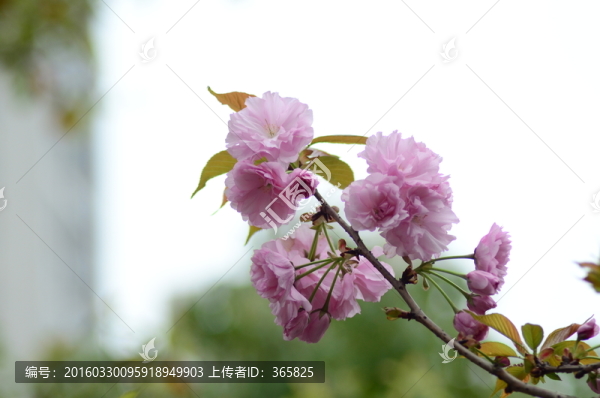 櫻花