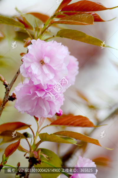 櫻花