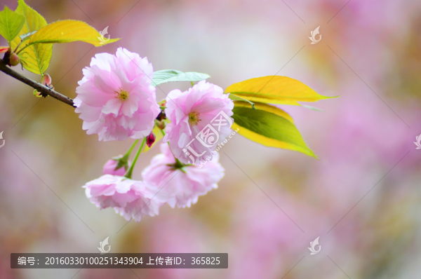 櫻花