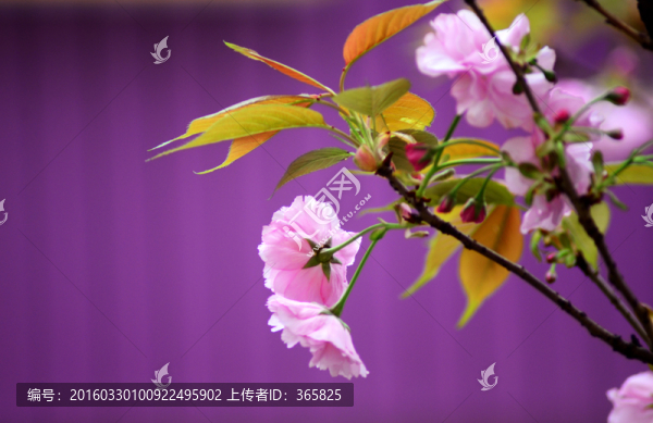 櫻花