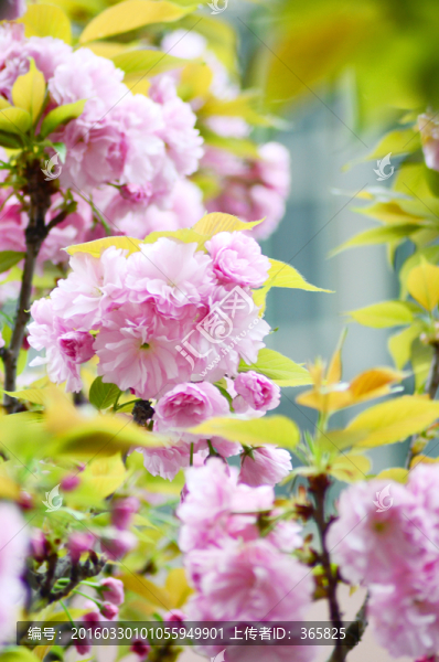 櫻花