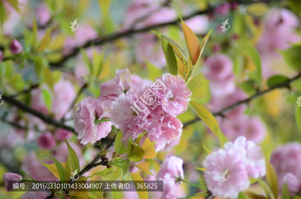 櫻花