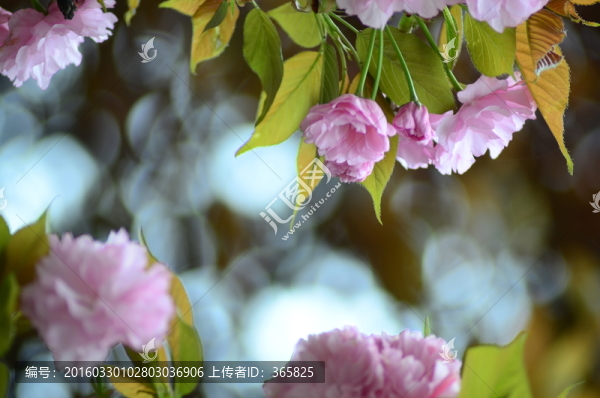 櫻花