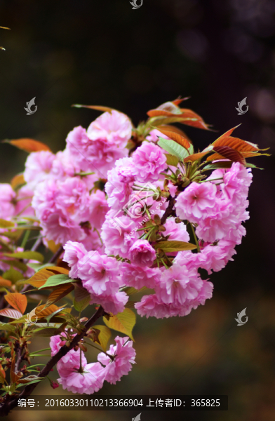櫻花