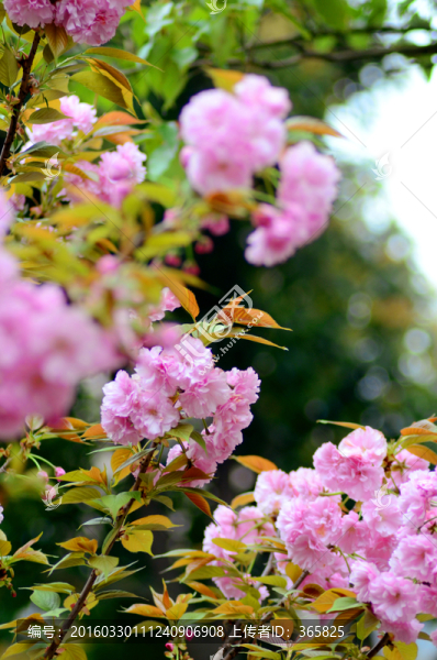 櫻花