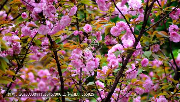 櫻花