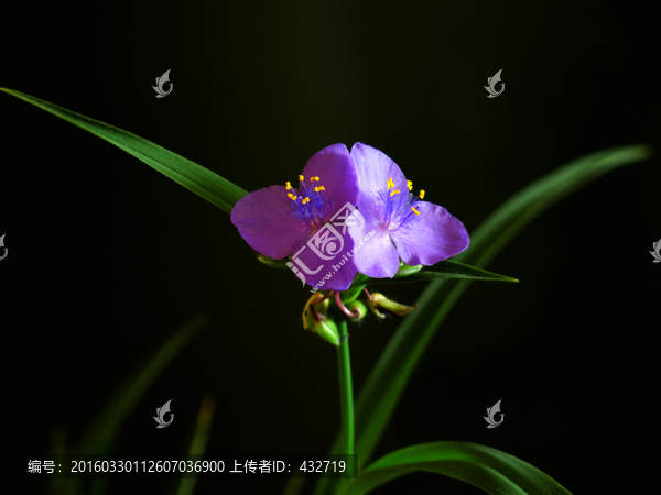 黑色背景蘭花草