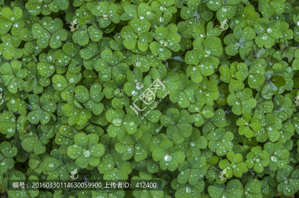 三葉草