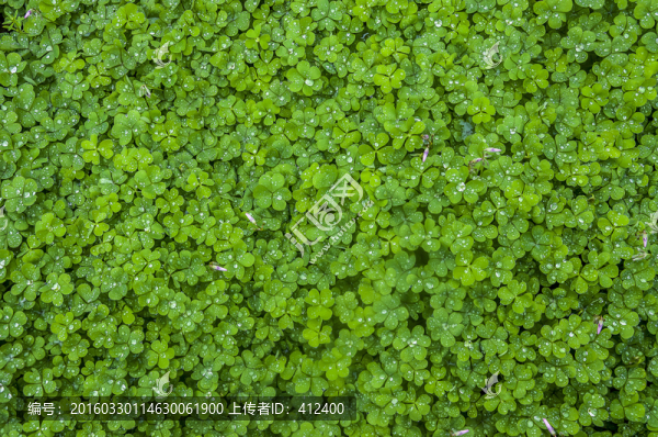 三葉草