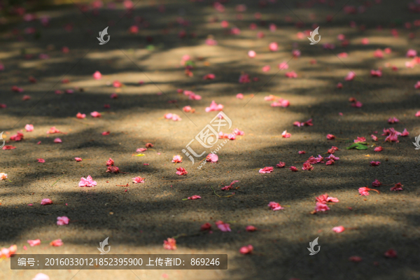 落花