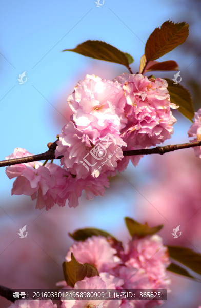 櫻花