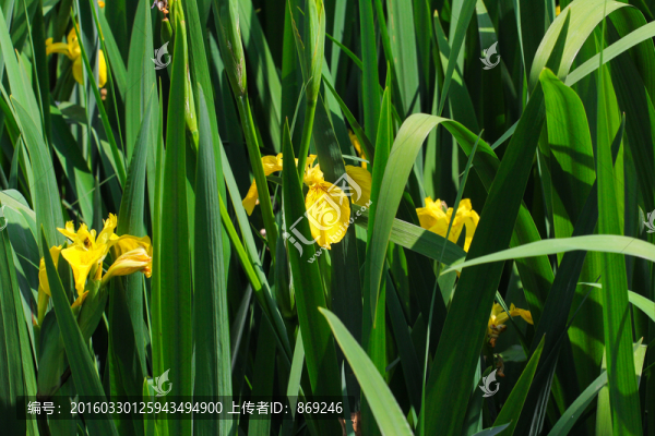 水仙花