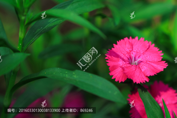 石竹花