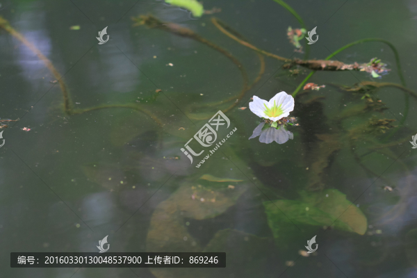 水性楊花