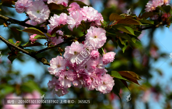 櫻花