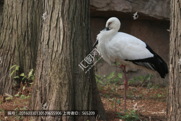 鳥類