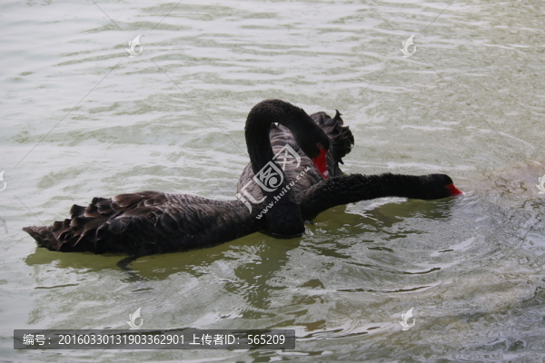 黑天鵝