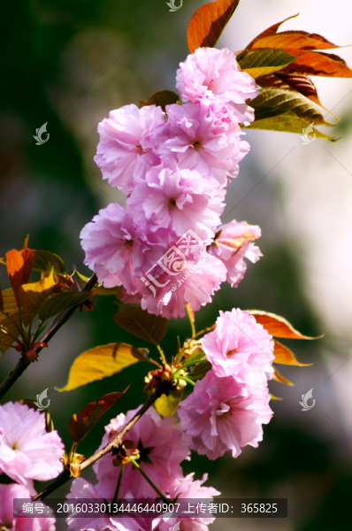 櫻花
