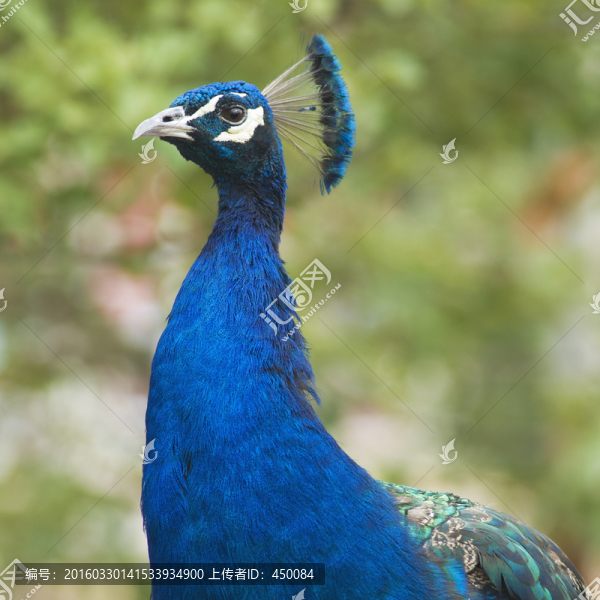 綠孔雀