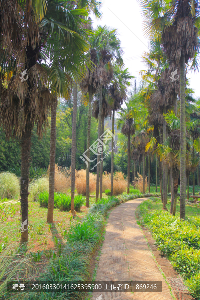 棕櫚樹(shù)