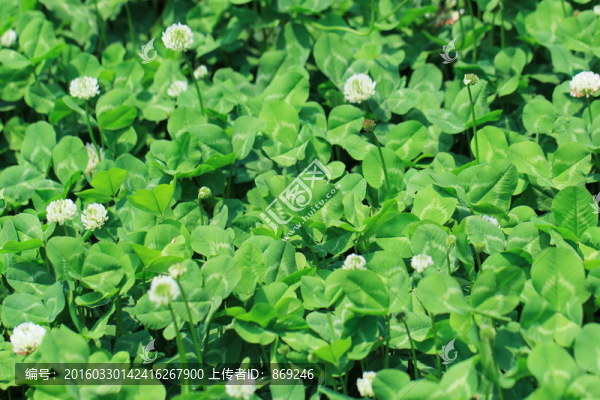 三葉草