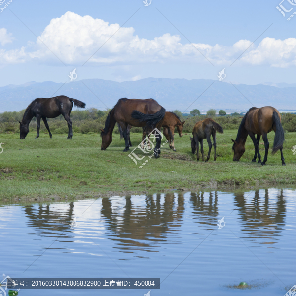 牧馬