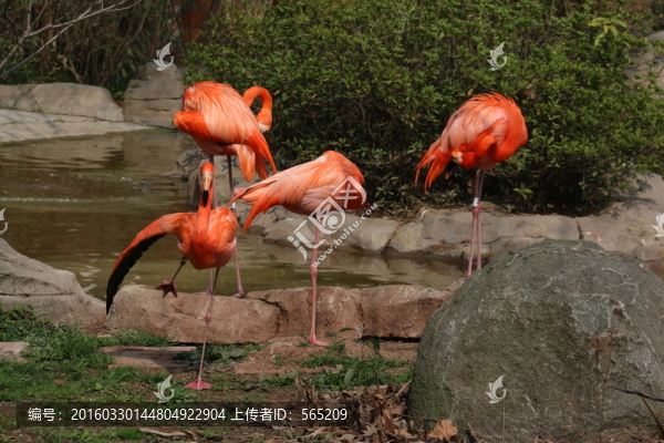 火烈鳥