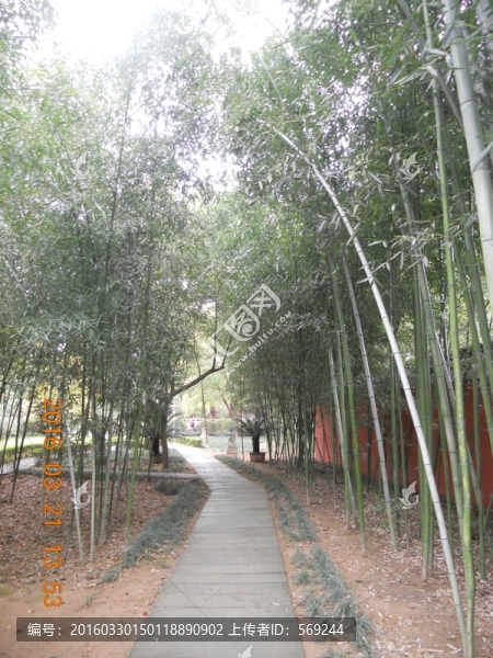 竹林