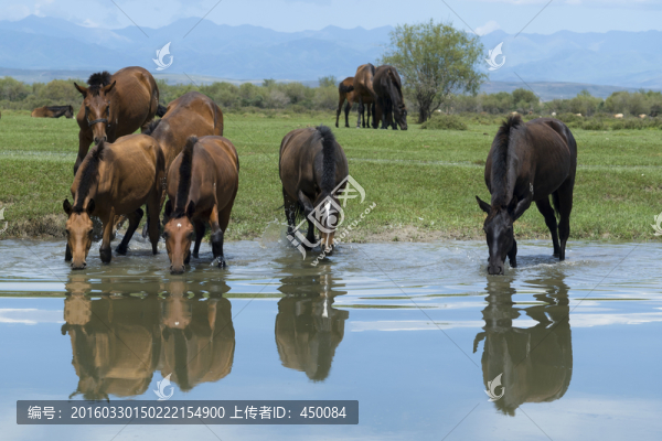 牧馬圖