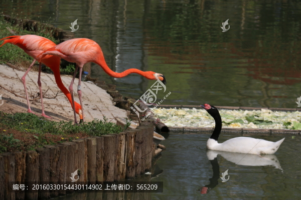 火烈鳥