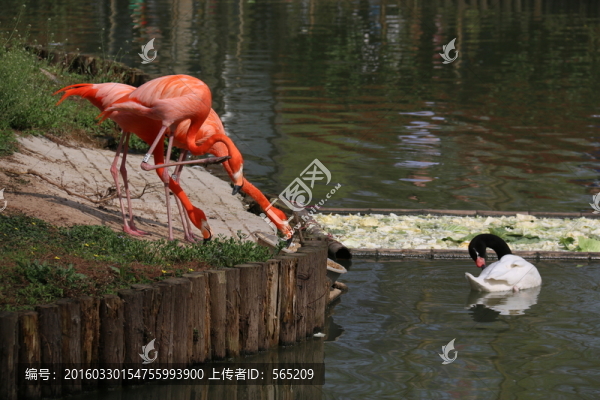 火烈鳥(niǎo)