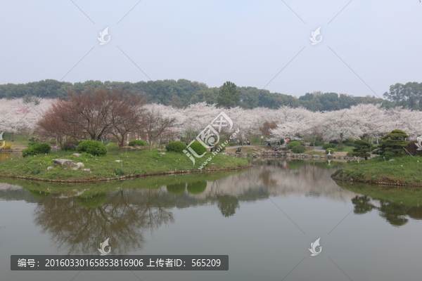 櫻花園風(fēng)景
