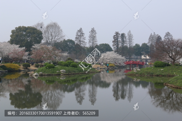 櫻花園風(fēng)景