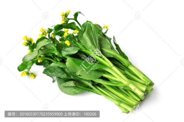 新鮮油菜