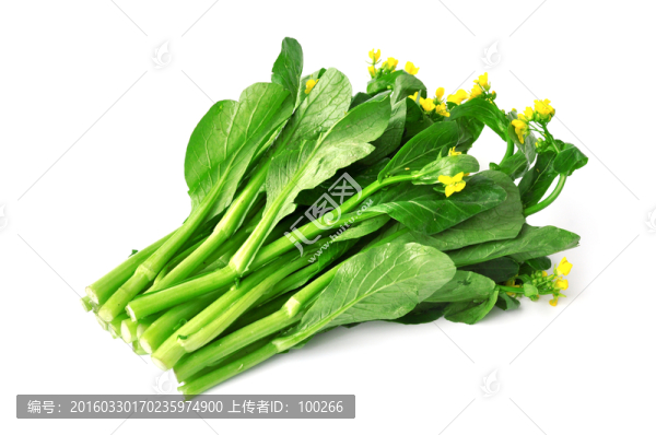 新鮮油菜