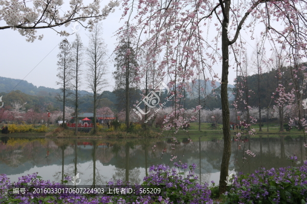 櫻花園風景