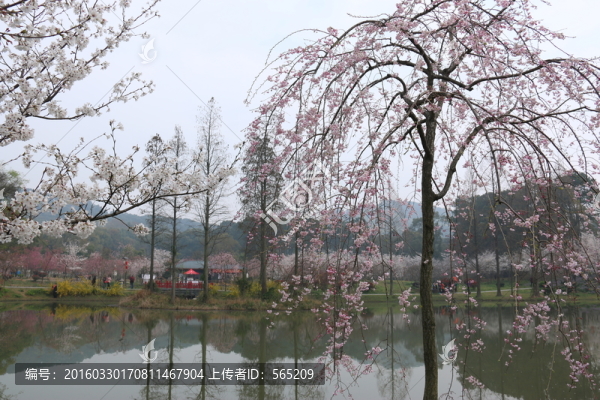 櫻花園風景