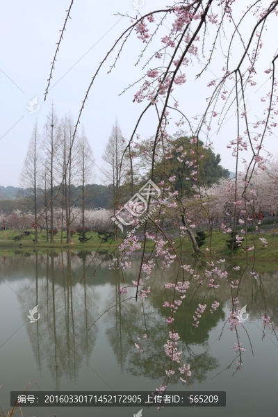 櫻花園風(fēng)景