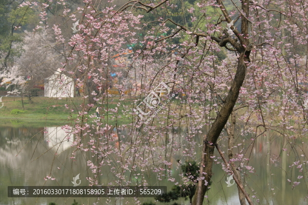 櫻花園風(fēng)景