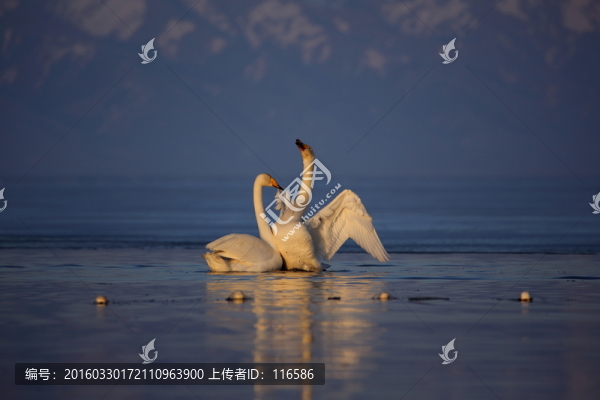 賽里木湖天鵝
