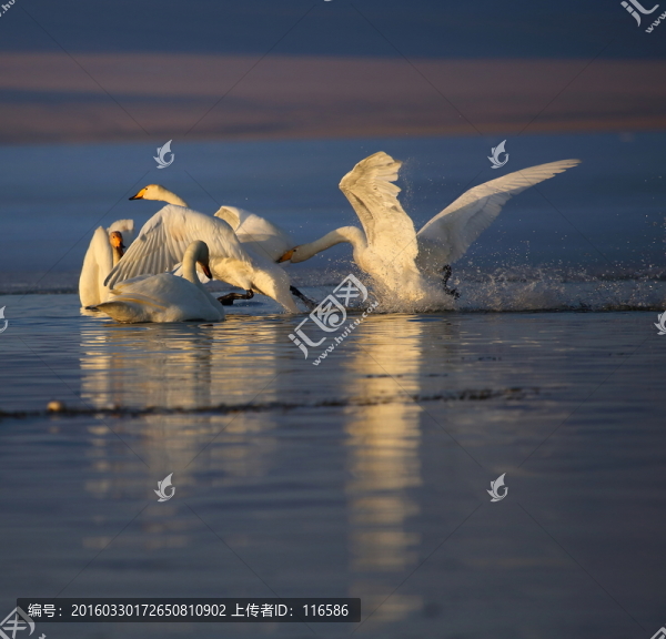 賽里木湖天鵝