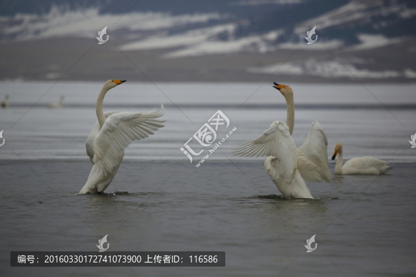 賽里木湖天鵝