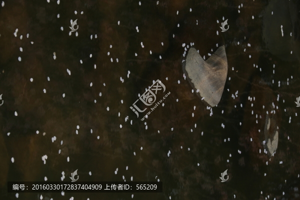 櫻花園風(fēng)景
