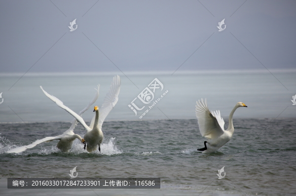 賽里木湖天鵝