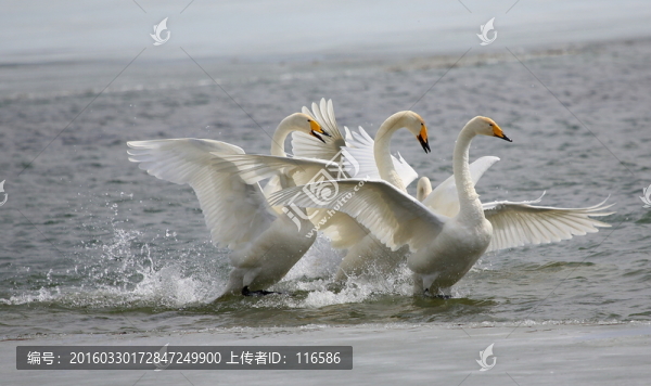 賽里木湖天鵝
