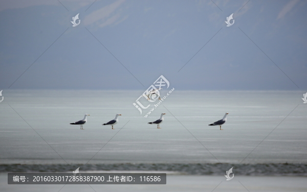 冰上的鳥類